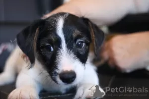 Dodatkowe zdjęcia: Szczeniak Jack Russell Terrier