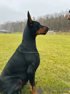 Dodatkowe zdjęcia: Doberman FCI