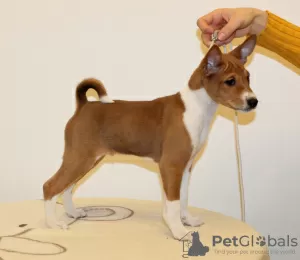 Zdjęcie №3. Puppy Basenji FCI. Polska