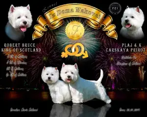 Zdjęcie №4. Sprzedam west highland white terrier w Tyraspol. od żłobka - cena - 2132zł