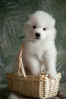 Dodatkowe zdjęcia: Szczenięta psa Samoyed (Samoyed) z hodowli Riddle of Siberia