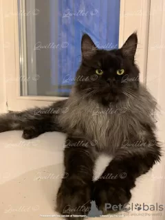 Dodatkowe zdjęcia: Krycie Maine Coon