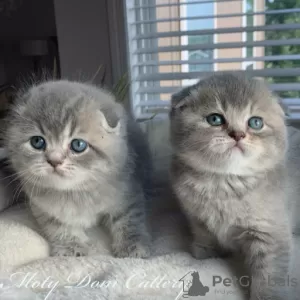 Zdjęcie №1. scottish fold - na sprzedaż w Hille | 1386zł | Zapowiedź № 125114