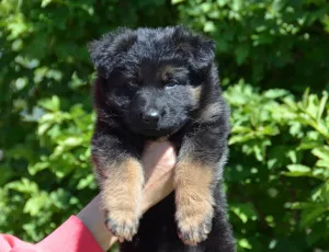 Dodatkowe zdjęcia: dziewczyna uspołeczniona, długowłosa, z metryką KSU / FCI, 1,5 miesiąca