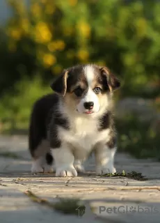 Dodatkowe zdjęcia: Szczeniaki Welsh Corgi Pembroke