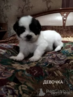 Zdjęcie №2 do zapowiedźy № 8675 na sprzedaż  shih tzu - wkupić się Ukraina prywatne ogłoszenie