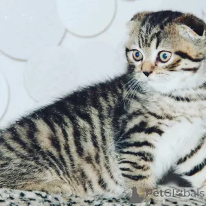 Zdjęcie №1. scottish fold - na sprzedaż w Petersburg | 903zł | Zapowiedź № 7659