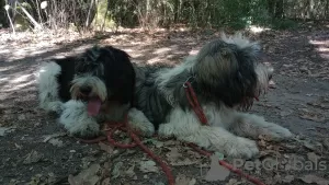 Dodatkowe zdjęcia: Puppy Szczenię Polski Owczarek Nizinny - Polish Lowland Sheepdog FCI