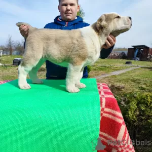 Dodatkowe zdjęcia: Owczarek środkowoazjatycki Alabai Alabai SAO