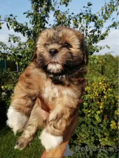 Zdjęcie №2 do zapowiedźy № 73049 na sprzedaż  lhasa apso, shih tzu - wkupić się Estonia prywatne ogłoszenie, od żłobka, hodowca