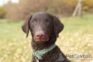 Zdjęcie №4. Sprzedam curly coated retriever w Petersburg. prywatne ogłoszenie - cena - negocjowane