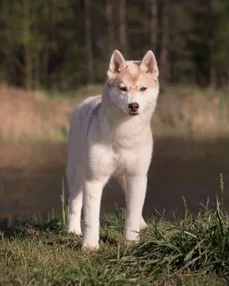 Zdjęcie №4. Sprzedam husky syberyjski w Briańsk. od żłobka - cena - 2012zł