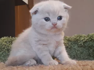 Zdjęcie №1. scottish fold - na sprzedaż w Petersburg | 826zł | Zapowiedź № 6126