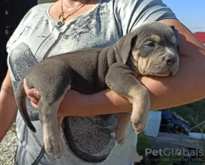 Zdjęcie №4. Sprzedam american bully w Noworosyjsk. prywatne ogłoszenie - cena - negocjowane