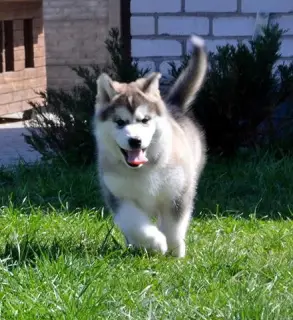 Dodatkowe zdjęcia: Szczenięta Alaskan Malamute