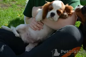 Dodatkowe zdjęcia: CAVALIER KING CHARLES SPANIEL samiec ZKWP/FCI