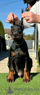 Dodatkowe zdjęcia: Doberman szczenięta na sprzedaż