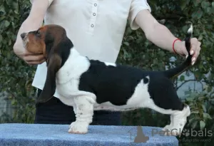 Dodatkowe zdjęcia: Basset Hound