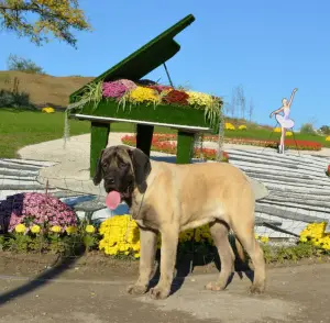 Dodatkowe zdjęcia: Szczenięta rasy Mastiff Angielski