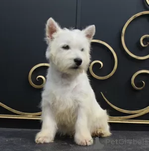 Zdjęcie №1. west highland white terrier - na sprzedaż w Москва | 2836zł | Zapowiedź №51362