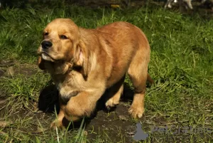 Dodatkowe zdjęcia: Dziewczynka Golden Retriever