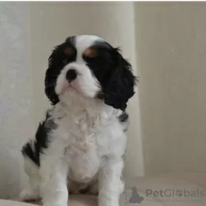 Zdjęcie №3. Szczenięta King Charles Spaniel zarejestrowane w KC. USA