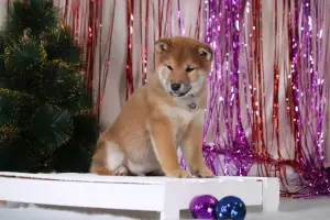 Zdjęcie №3. Shiba Inu. Federacja Rosyjska