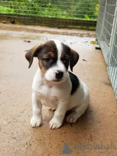 Zdjęcie №3. Zeldzame Jack Russell Terrier-szczenięta. Holandia