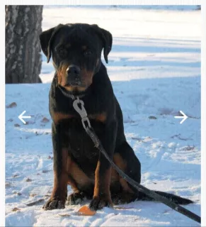 Zdjęcie №1. rottweiler - na sprzedaż w Kopeisk | 809zł | Zapowiedź №5039