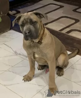 Zdjęcie №2 do zapowiedźy № 42696 na sprzedaż  cane corso - wkupić się Federacja Rosyjska prywatne ogłoszenie