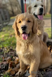 Zdjęcie №4. Sprzedam golden retriever w Kraków. prywatne ogłoszenie - cena - 1884zł