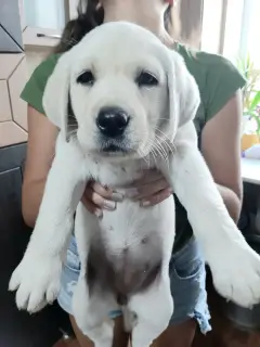 Zdjęcie №2 do zapowiedźy № 3529 na sprzedaż  labrador retriever - wkupić się Federacja Rosyjska od żłobka, hodowca