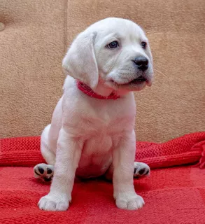 Zdjęcie №3. SZCZENIĘTA O WYSOKIEJ RASIE LABRADOR-RETRIVER OD CHAMPIONÓW. Ukraina