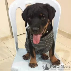 Zdjęcie №1. rottweiler - na sprzedaż w Gothenburg | 2302zł | Zapowiedź №88539