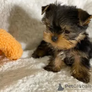 Zdjęcie №4. Sprzedam yorkshire terrier w Norymberga. prywatne ogłoszenie - cena - 990zł