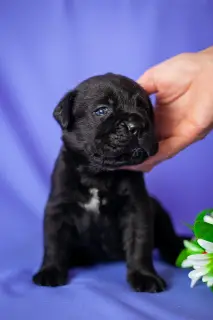 Dodatkowe zdjęcia: Cudowne szczenięta Cane Corso