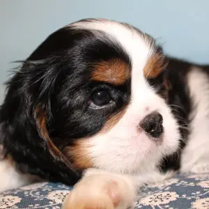 Zdjęcie №1. cavalier king charles spaniel - na sprzedaż w Mińsk | 2310zł | Zapowiedź №1182