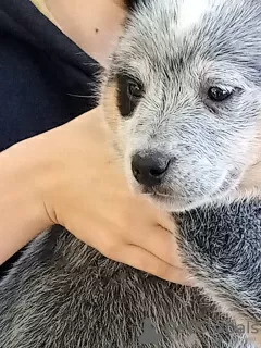 Dodatkowe zdjęcia: Szczenięta Australian Cattle Dog