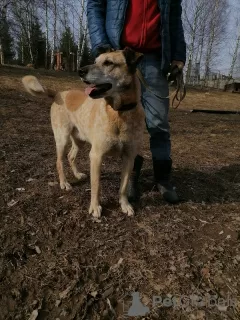 Zdjęcie №4. Sprzedam pies nierasowy w Pushkino. prywatne ogłoszenie - cena - Bezpłatny