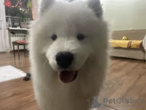 Zdjęcie №3. Samoyed dziewczyna i chłopak. Ukraina