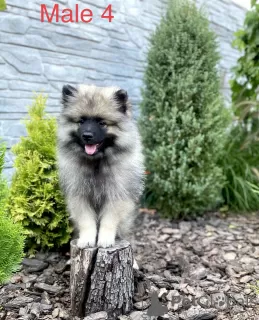 Zdjęcie №3. Szczenięta Keeshond / szpic wilczy. Ukraina