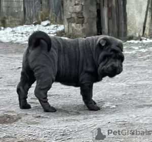 Zdjęcie №3. Shar Pei FCI Sunia. Polska