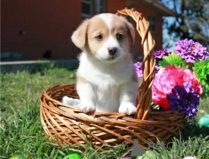 Zdjęcie №1. welsh corgi - na sprzedaż w Bennäs | Bezpłatny | Zapowiedź №127896