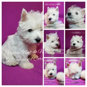 Zdjęcie №4. Sprzedam west highland white terrier w Dnipro. od żłobka - cena - 3805zł