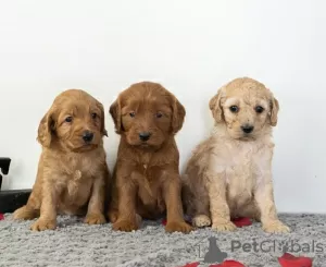 Zdjęcie №2 do zapowiedźy № 71705 na sprzedaż  golden retriever - wkupić się Australia prywatne ogłoszenie, hodowca