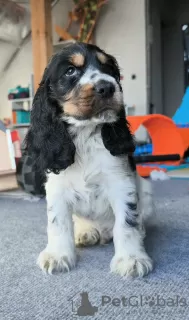 Dodatkowe zdjęcia: Cocker spaniel angielski