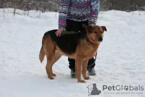 Zdjęcie №3. Cudowny pies Steve marzy o domu.. Federacja Rosyjska