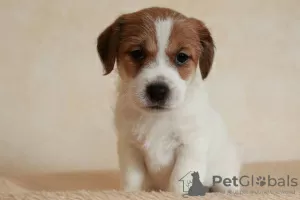 Zdjęcie №2 do zapowiedźy № 9742 na sprzedaż  jack russell terrier - wkupić się Federacja Rosyjska hodowca