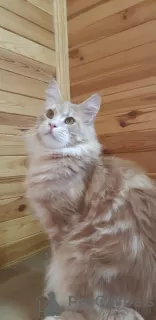 Dodatkowe zdjęcia: Maine Coon