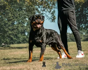 Dodatkowe zdjęcia: Kennel Club Zarejestrował piękne szczenięta Rottweilera